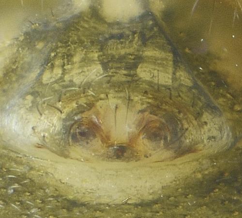 Agyneta mollis